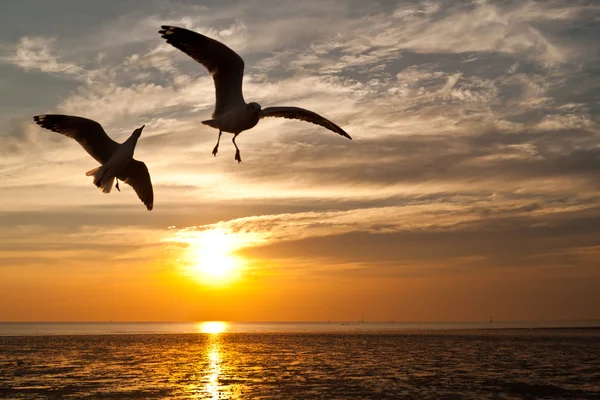 Seagull with sunset in the background — Stock Photo, Image