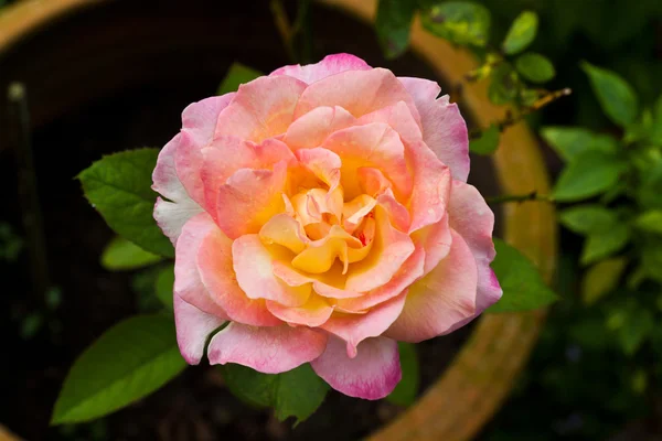 Blühen rosa Rosen — Stockfoto