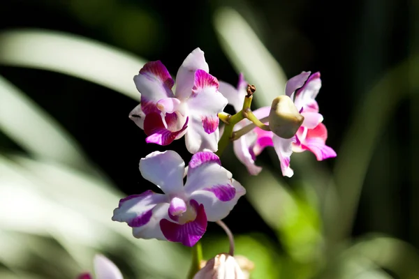 Krásné fialové orchideje — Stock fotografie