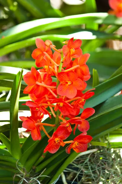 Schöne lila Orchidee — Stockfoto