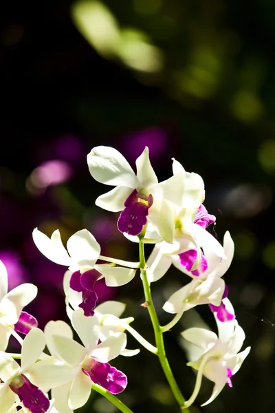 Hermosa orquídea púrpura — Foto de Stock