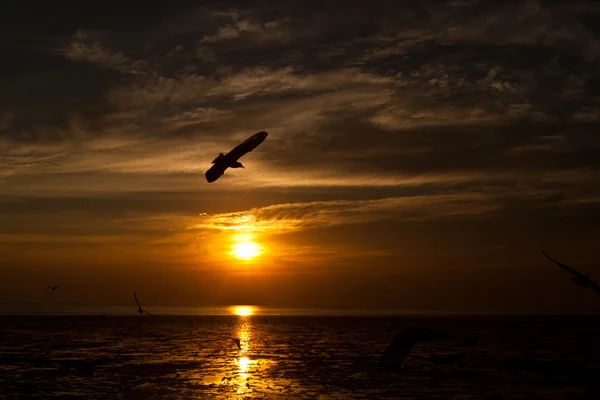Mouette avec coucher de soleil en arrière-plan — Photo