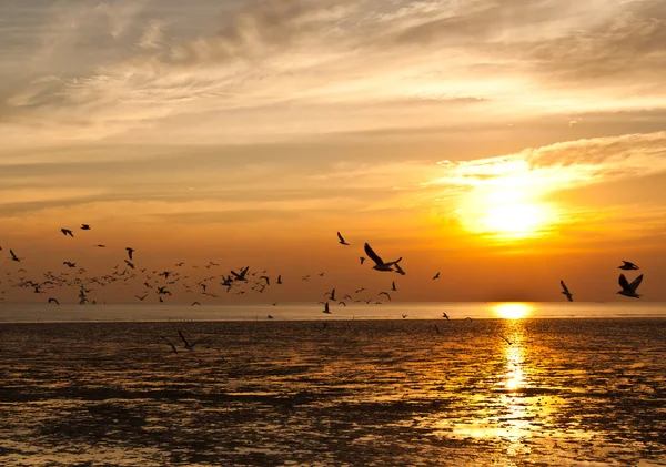 Чайка з заходом сонця на задньому плані — стокове фото