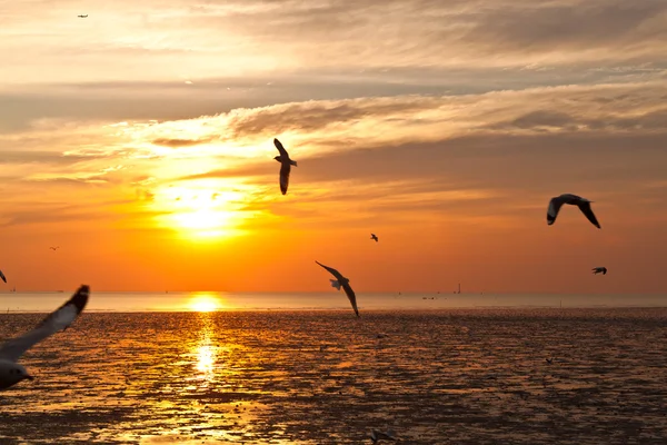 Gaviota con puesta de sol en el fondo —  Fotos de Stock