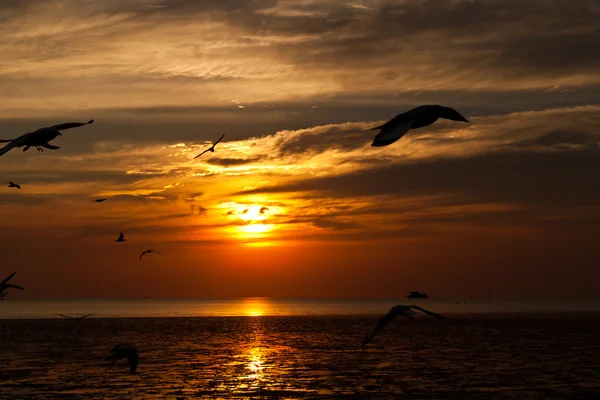 Seagull met zonsondergang op de achtergrond — Stockfoto