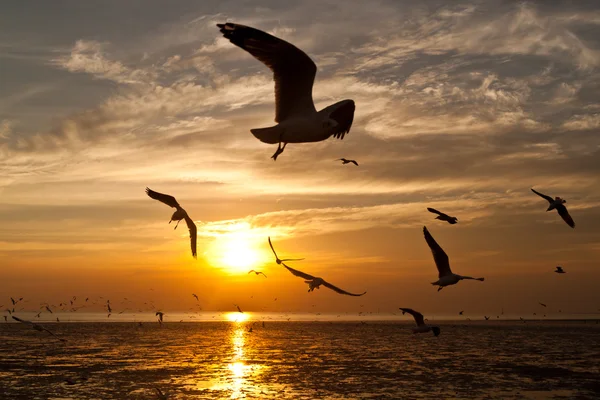 Gaviota con puesta de sol en el fondo — Foto de Stock