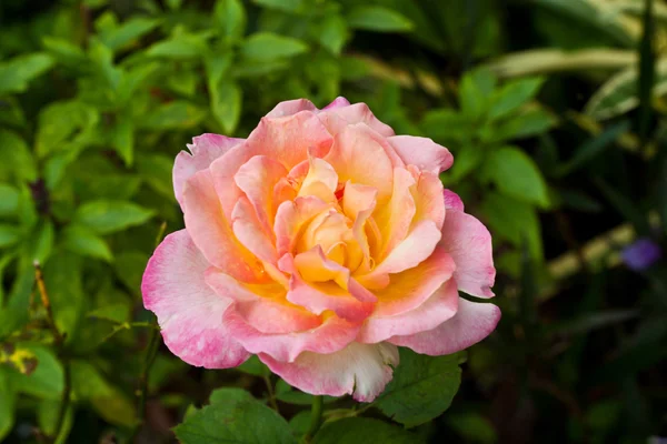 Blühen rosa Rosen — Stockfoto