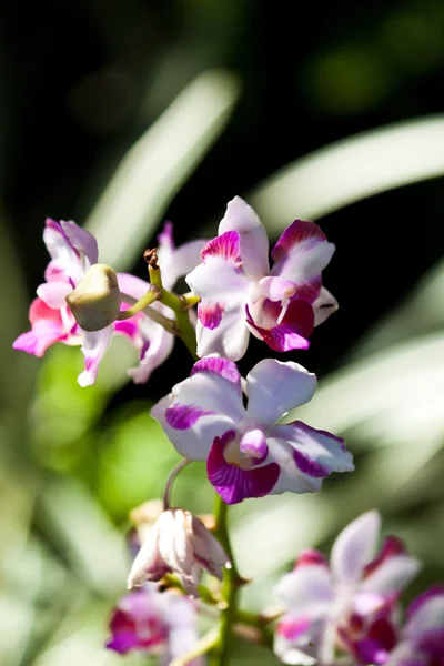 Hermosa orquídea púrpura — Foto de Stock