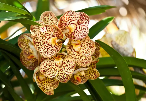 Schöne lila Orchidee — Stockfoto