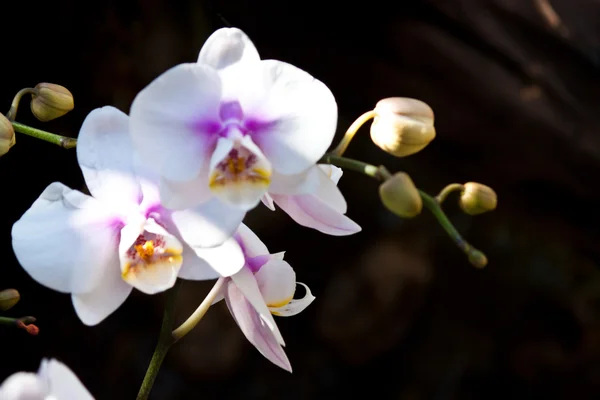 Schöne lila Orchidee — Stockfoto