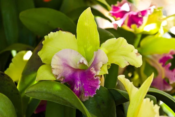 Hermosa orquídea púrpura —  Fotos de Stock