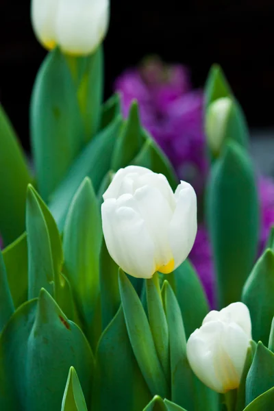 Tulipes colorées — Photo