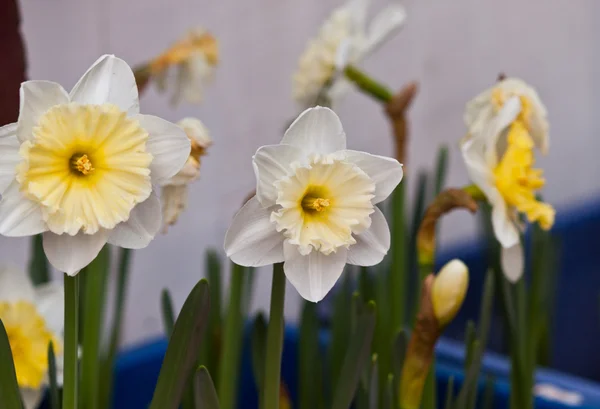 Hermosas flores de primavera —  Fotos de Stock