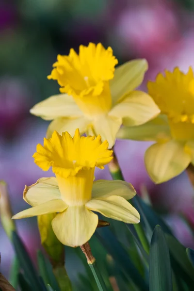 Hermosas flores de primavera —  Fotos de Stock