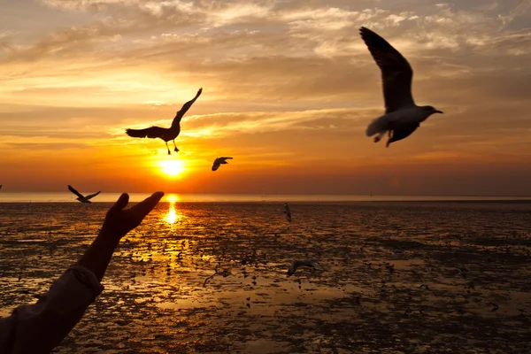 Gaviota con puesta de sol en el fondo —  Fotos de Stock