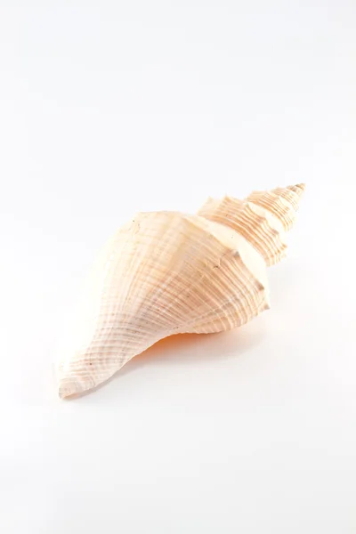 Marine sea shell in a studio setting against a white background — Stock Photo, Image