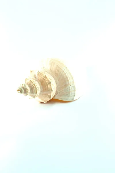 Marine sea shell in a studio setting against a white background — Stock Photo, Image