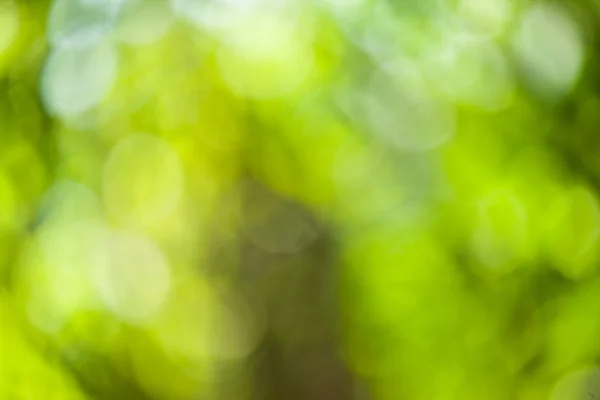 Bokeh abstrait vert — Photo