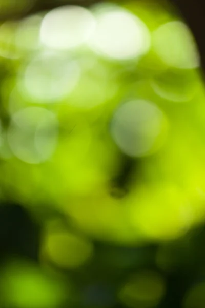 Bokeh abstrait vert — Photo