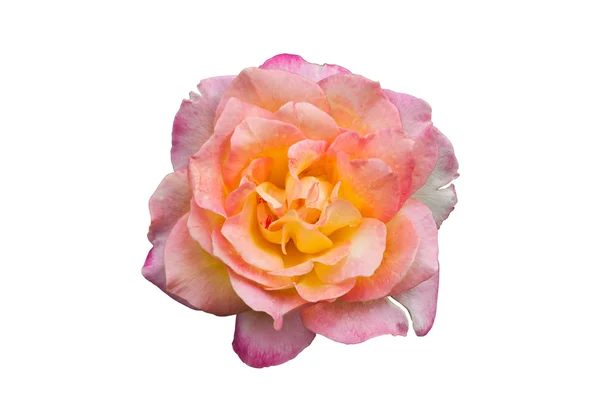 Trandafiri roz floare — Fotografie, imagine de stoc