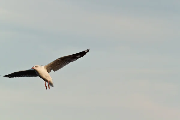 Meeuw — Stockfoto