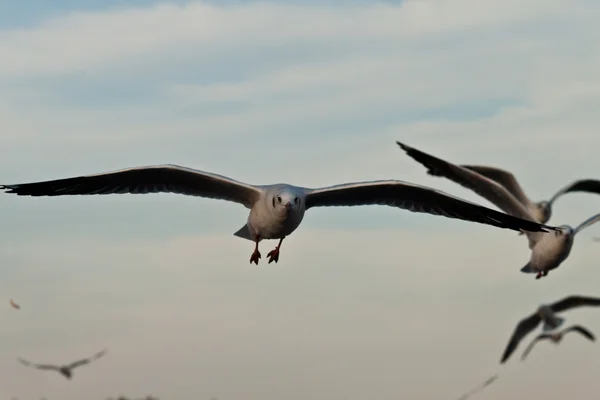 Seagull — Stock Photo, Image