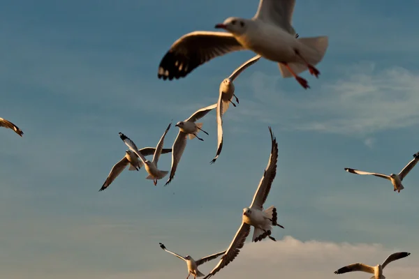 在背景中的日落海鸥 — 图库照片