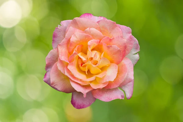 Blühen rosa Rosen auf grünem Bokeh abstrakt — Stockfoto