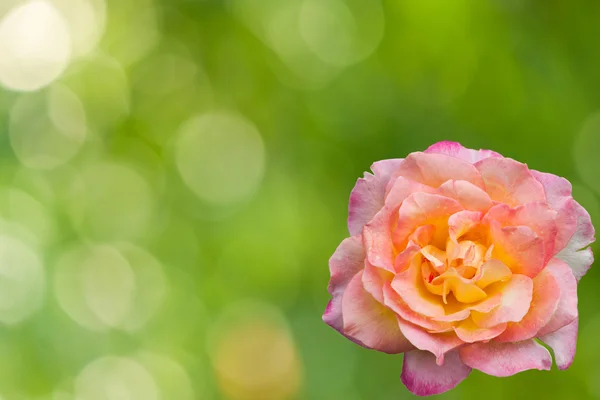 Blossom pink roses on green bokeh abstract — Stock Photo, Image