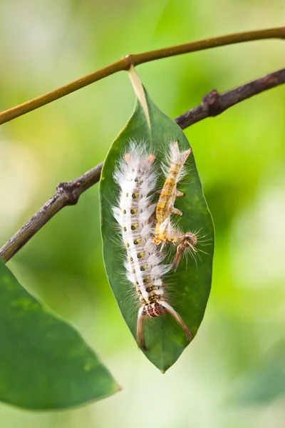 Caterpillar on a grape leaf — Stock Photo, Image