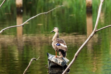 daha az ıslıkçı ördek portre