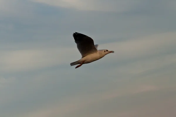 Gaivota — Fotografia de Stock