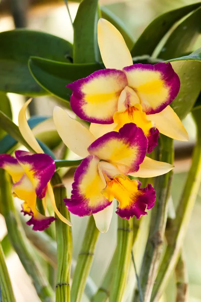 Hermosa orquídea púrpura —  Fotos de Stock