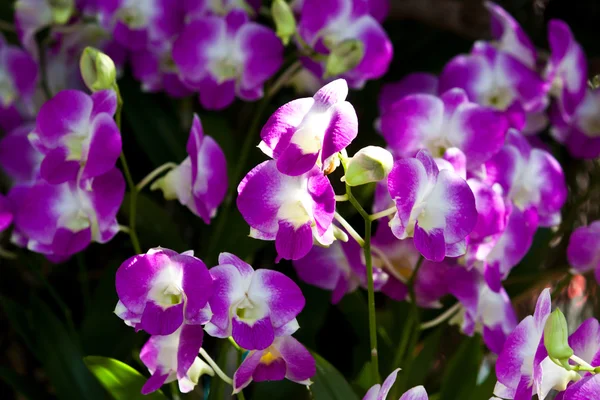 Hermosa orquídea púrpura — Foto de Stock