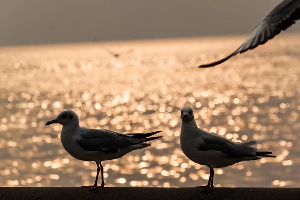 Seagull — Stock Photo, Image