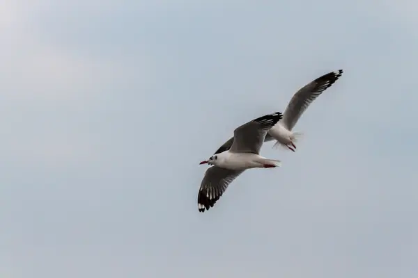 Gaviota — Foto de Stock