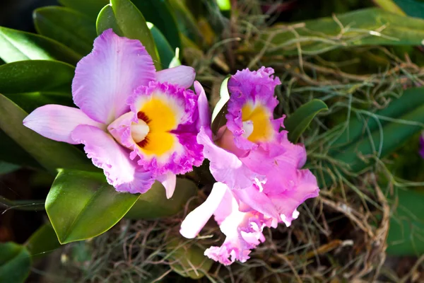 Hermosa orquídea púrpura —  Fotos de Stock