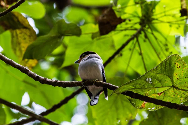 Pájaro — Foto de Stock