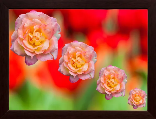 Flores rosas rosadas en bokeh abstracto en el marco de la imagen —  Fotos de Stock