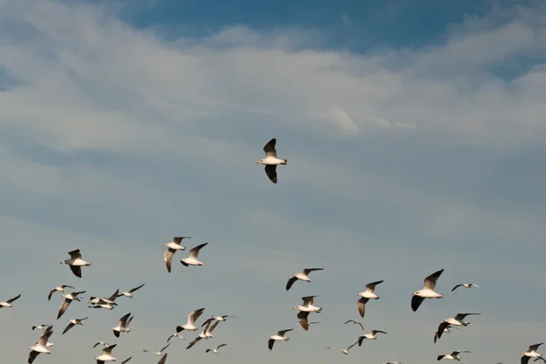 Meeuw — Stockfoto