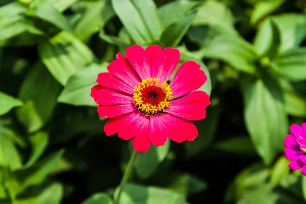 Flower zinnia of lilac color — Stock Photo, Image