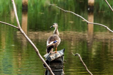 daha az ıslıkçı ördek portre