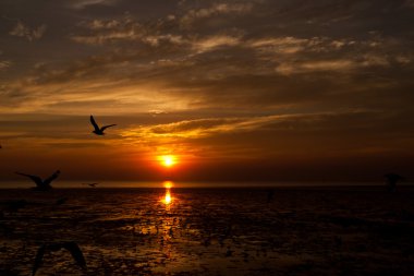 martı ile arka planda günbatımı