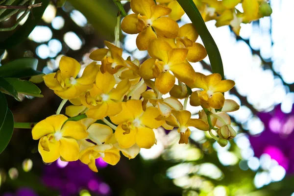 Schöne lila Orchidee — Stockfoto