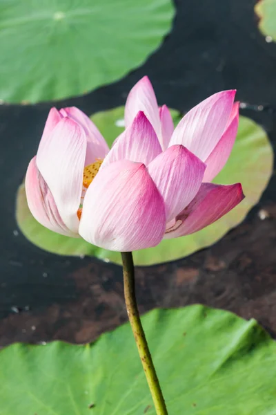 The Lake of water lily — Stock Photo, Image