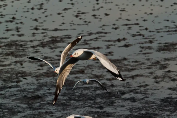 Seagull — Stock Photo, Image