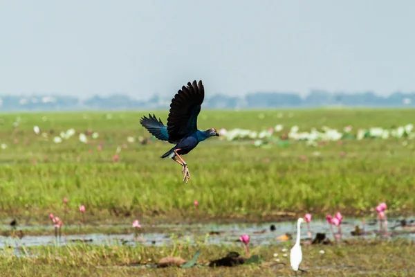 Espèces en voie de disparition Pukeko (Porphiro Porphiro) Gallinule — Photo