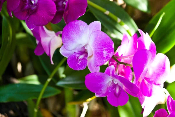 Hermosa orquídea púrpura — Foto de Stock