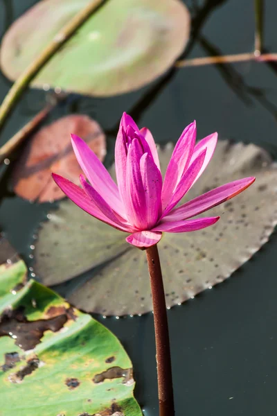 Der See der Seerose — Stockfoto