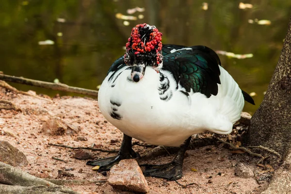 Mindre visslande anka närbild — Stockfoto